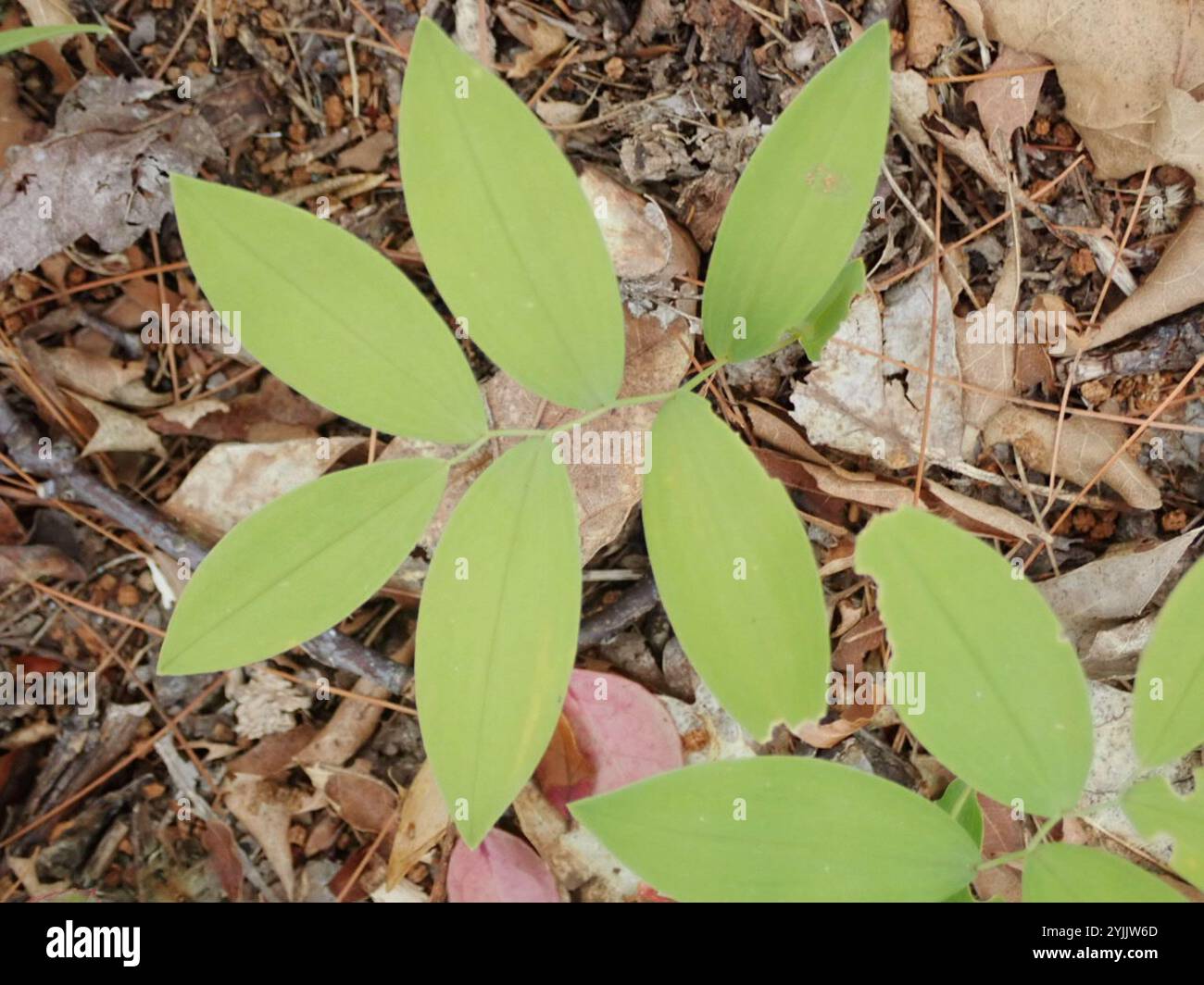 sessile bellwort (Uvularia sessilifolia Stock Photo - Alamy