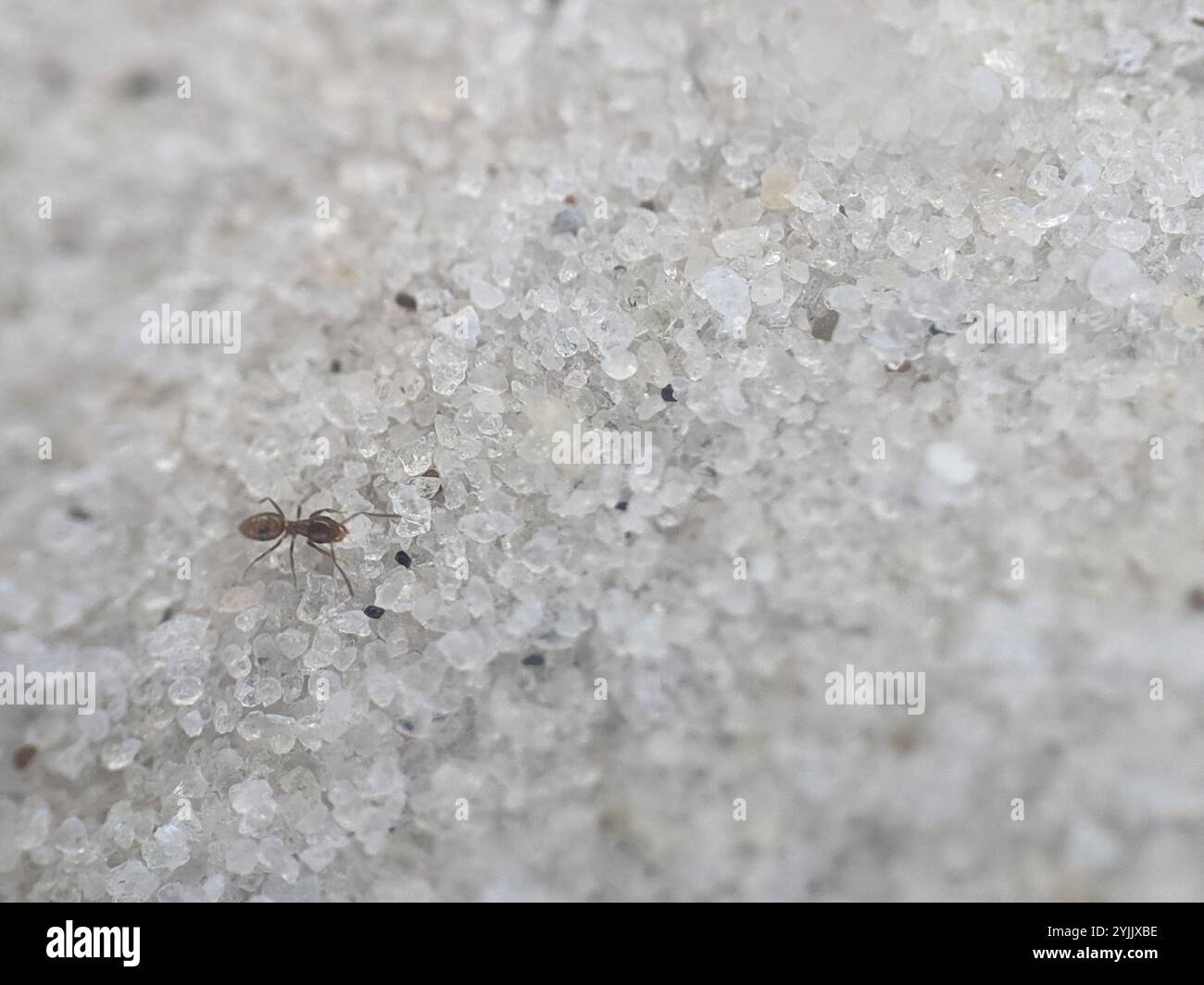 Dark Rover Ant Dark rover ant hi-res stock photography and images - Alamy