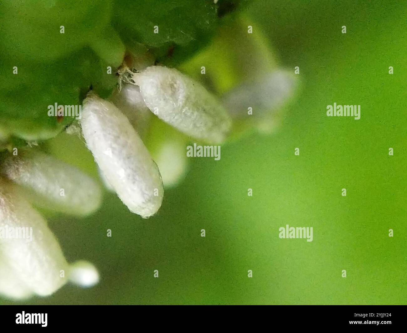 Hornworm Parasitoid Wasp (Cotesia congregata Stock Photo - Alamy