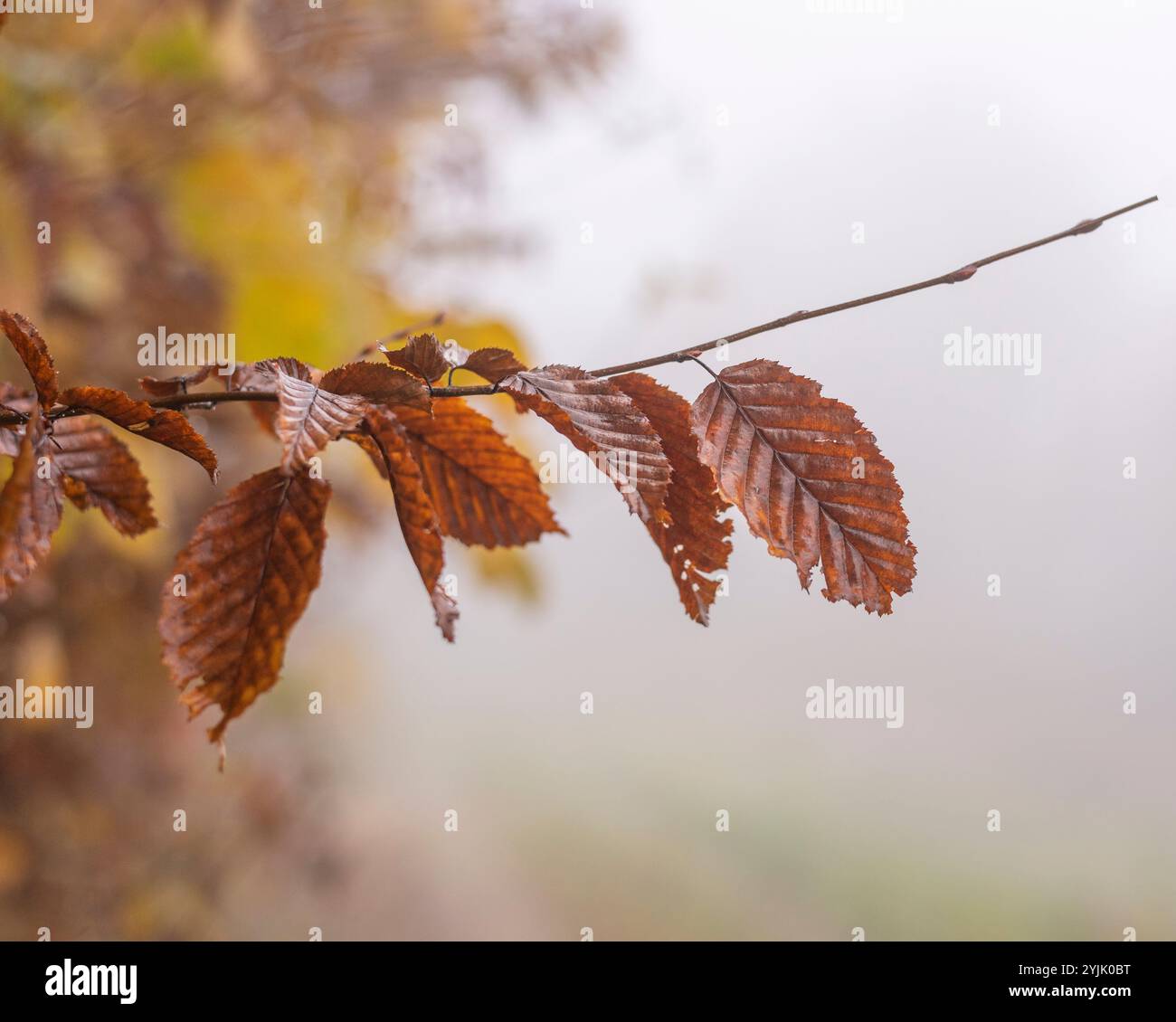 Last standing leafs on tree branch in late autumn. Stock Photo