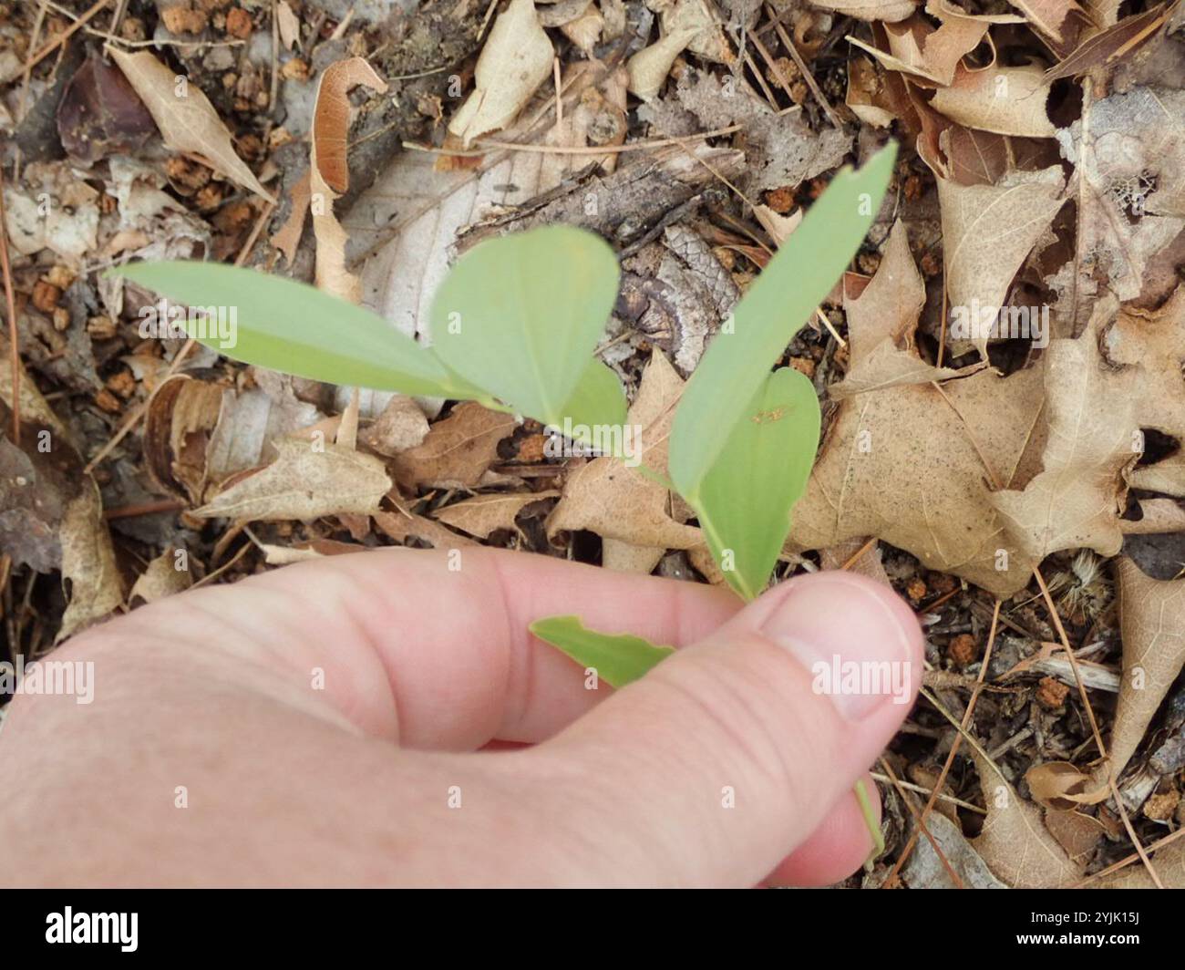sessile bellwort (Uvularia sessilifolia Stock Photo - Alamy