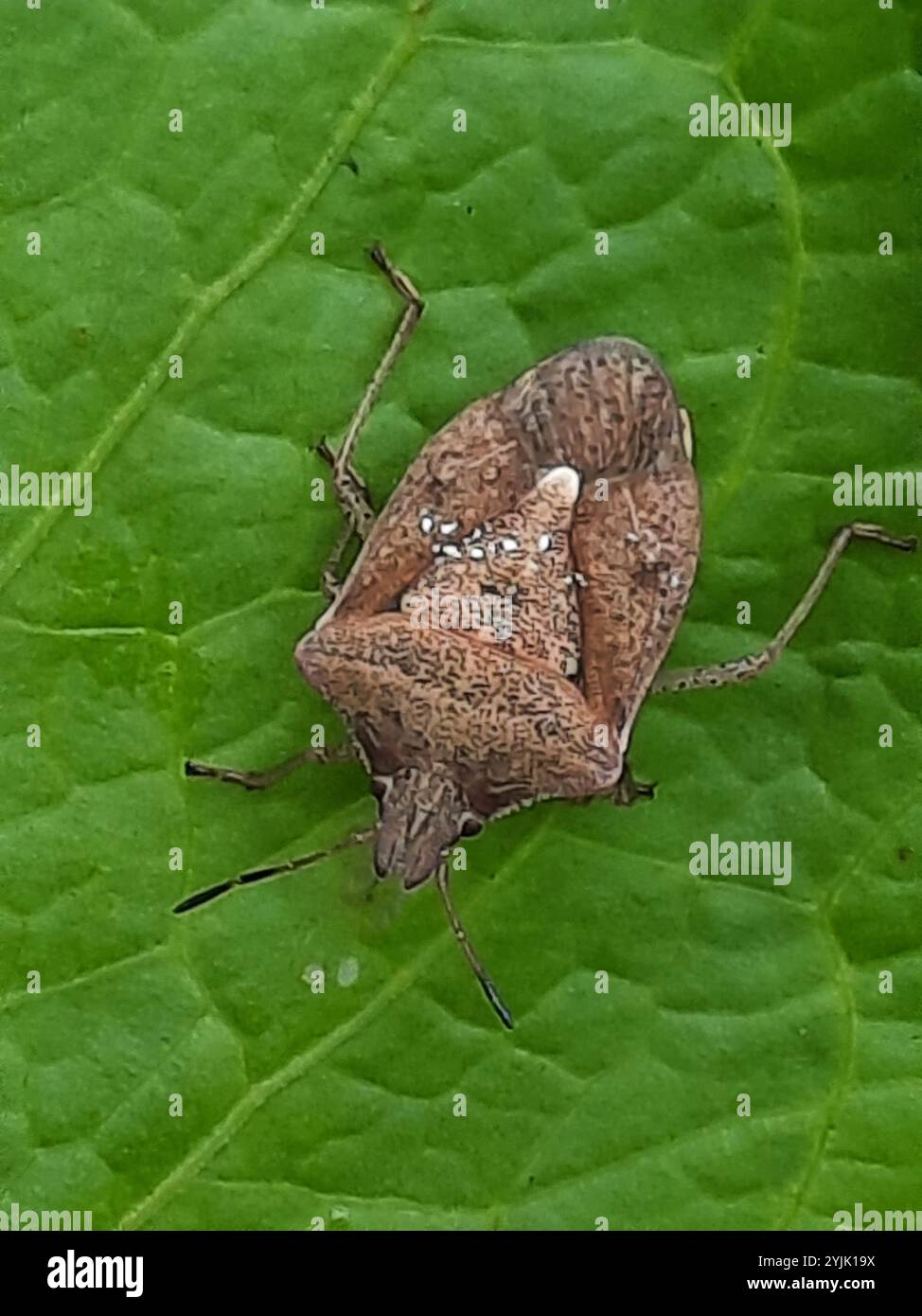 Brown Stink Bugs (Euschistus Stock Photo - Alamy