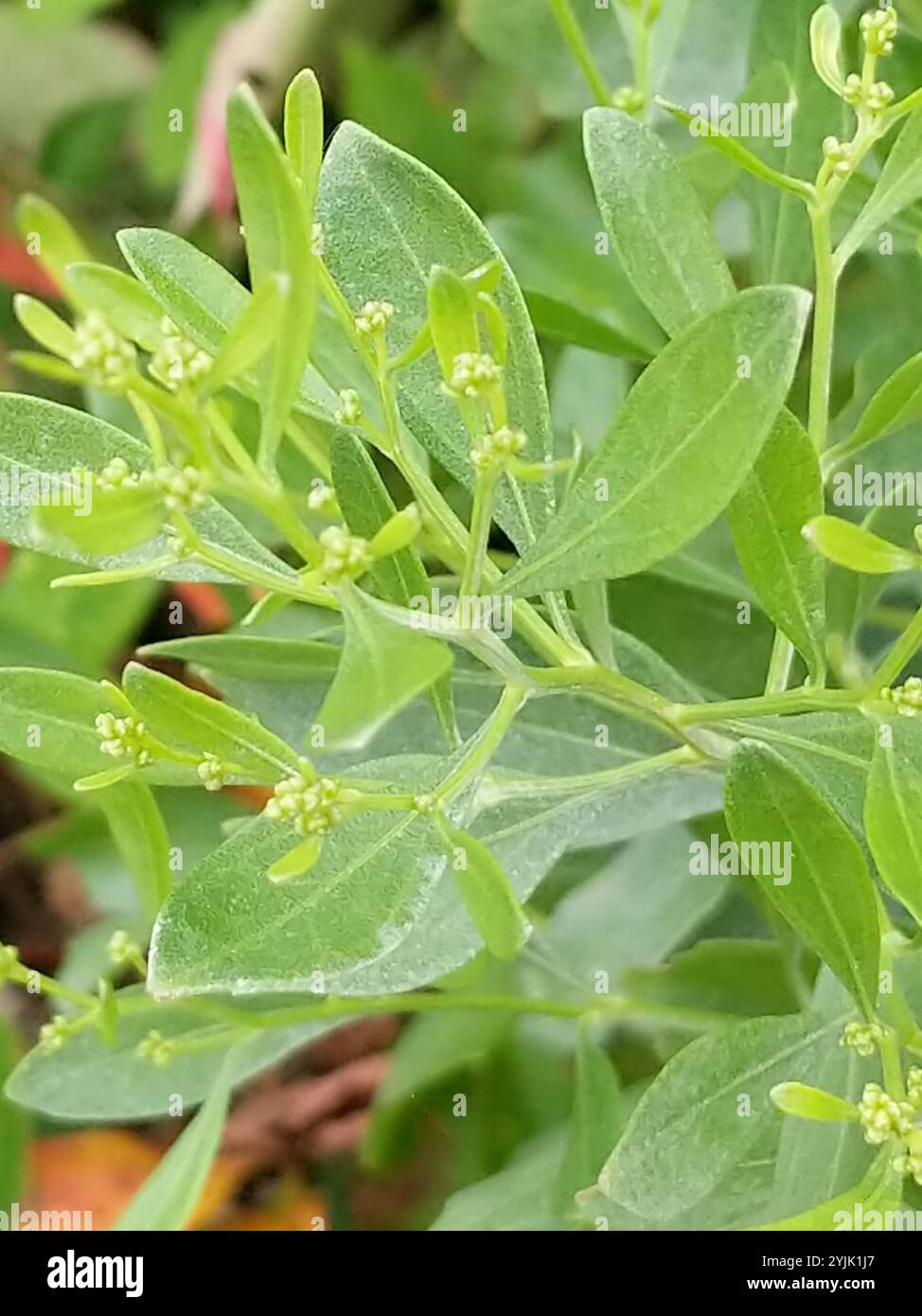 Baccharis halimifolia hi-res stock photography and images - Alamy