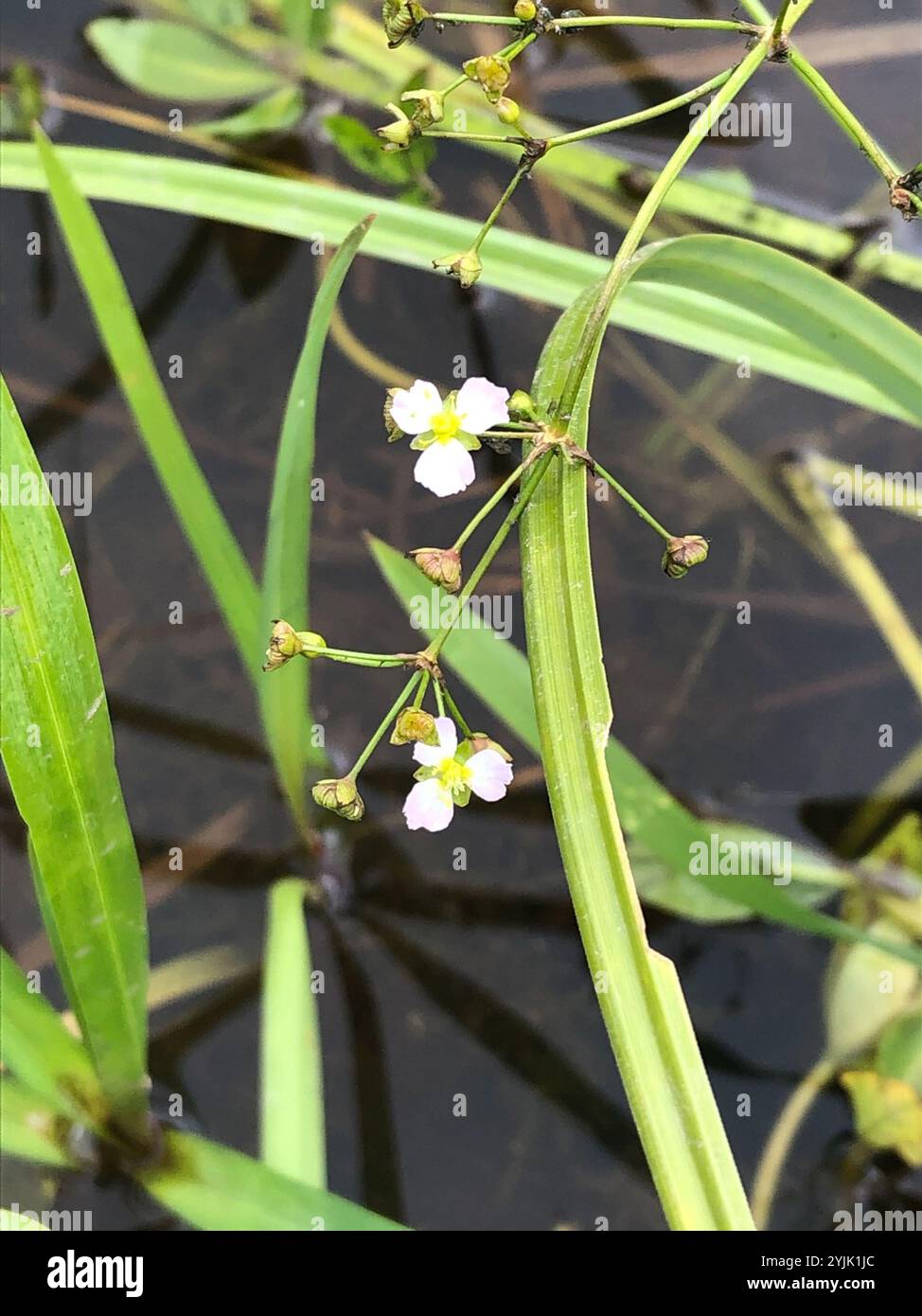 european-water-plantain-alisma-plantago-aquatica-stock-photo-alamy