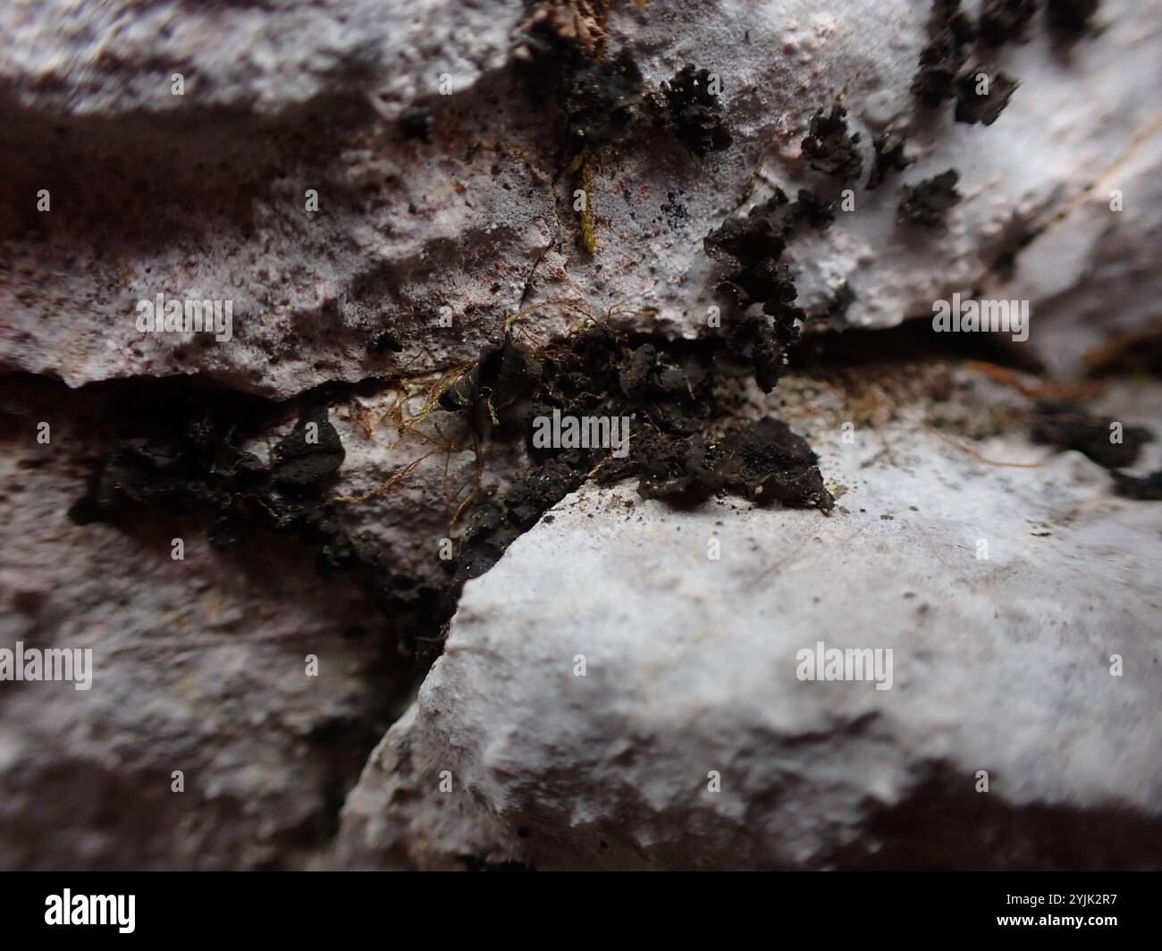 Lathagrium hi-res stock photography and images - Alamy