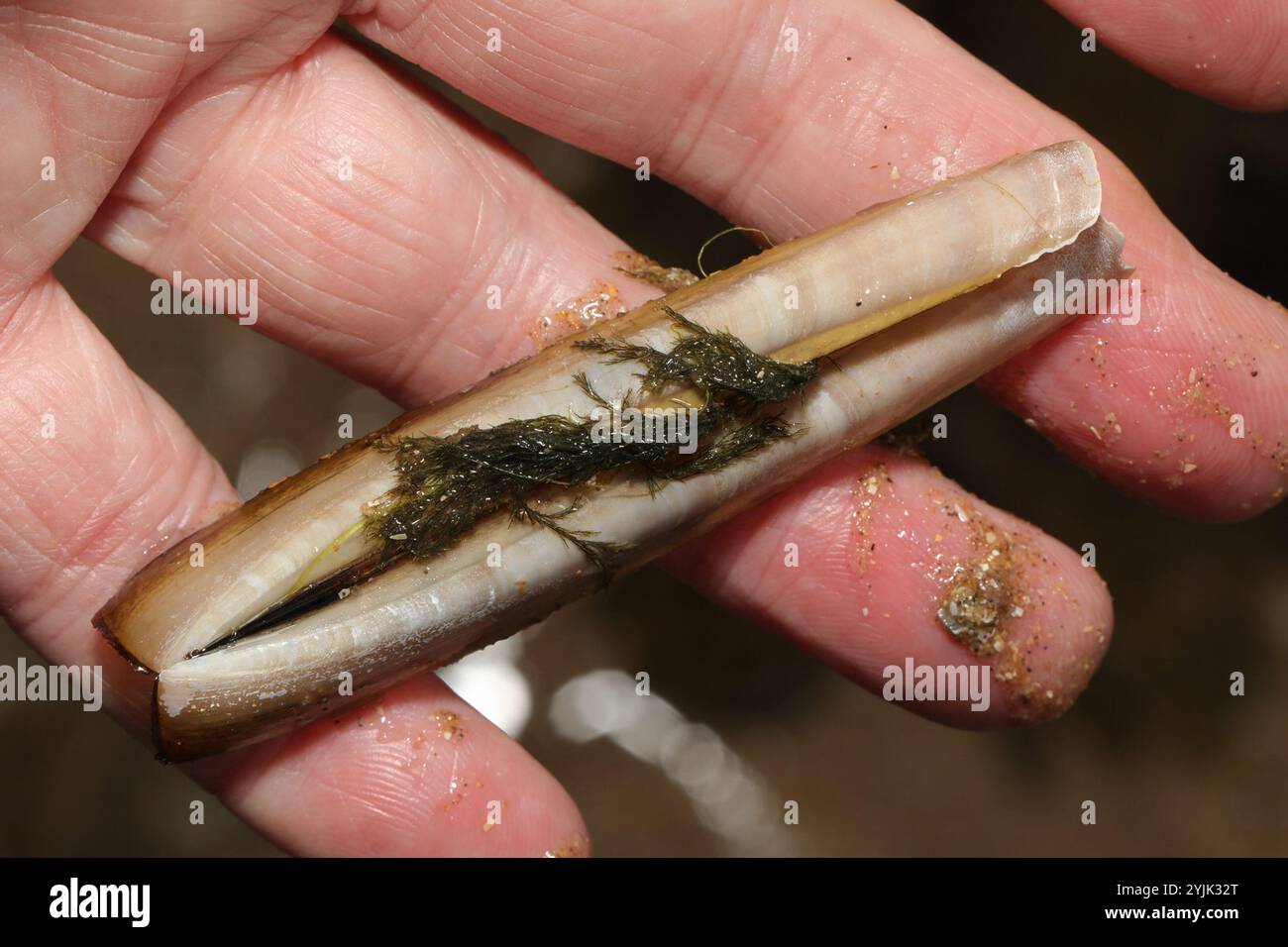 Atlantic Jackknife (Ensis leei Stock Photo - Alamy