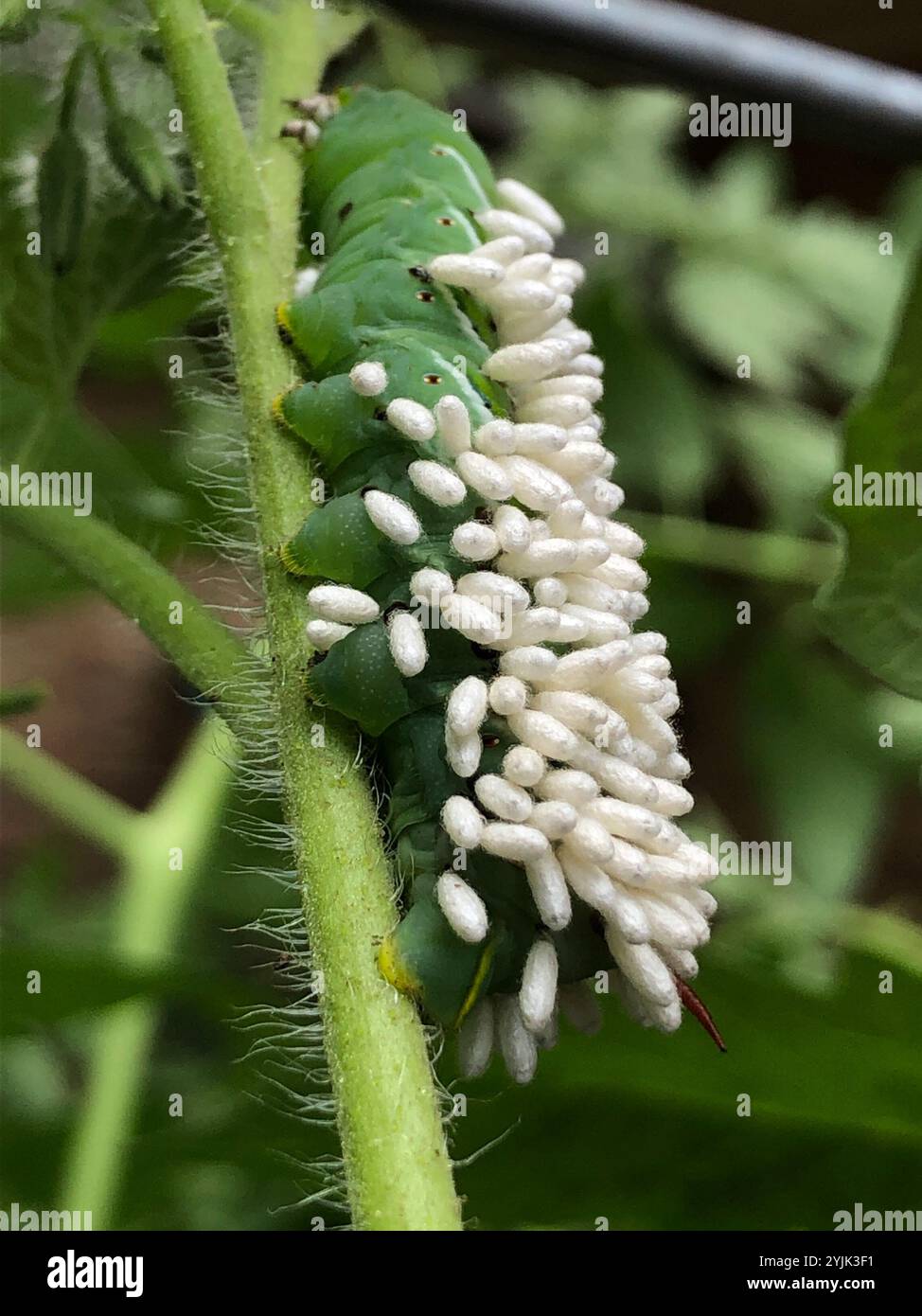 Hornworm Parasitoid Wasp (Cotesia congregata Stock Photo - Alamy