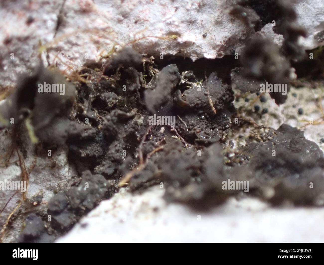 Lathagrium hi-res stock photography and images - Alamy