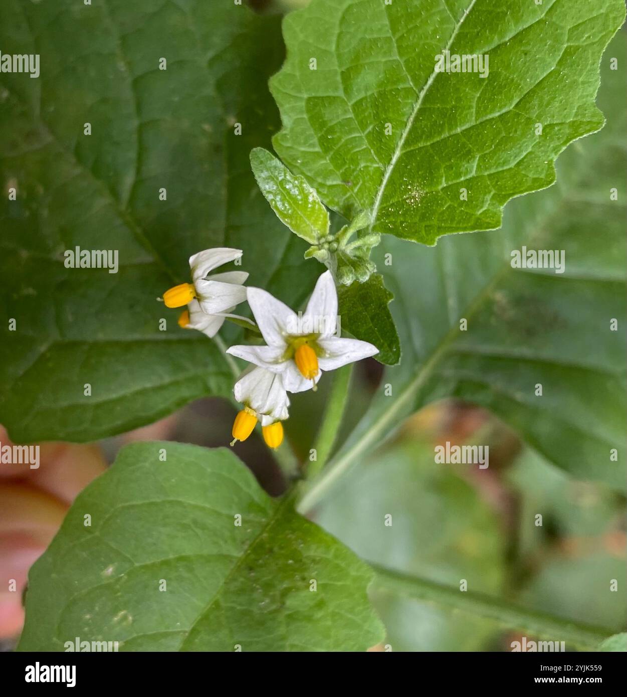 black nightshade (Solanum nigrum Stock Photo - Alamy
