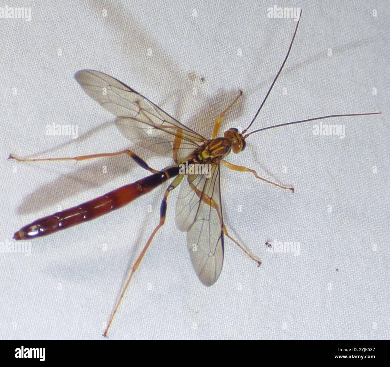 Black Giant Ichneumonid Wasp (Megarhyssa atrata Stock Photo - Alamy