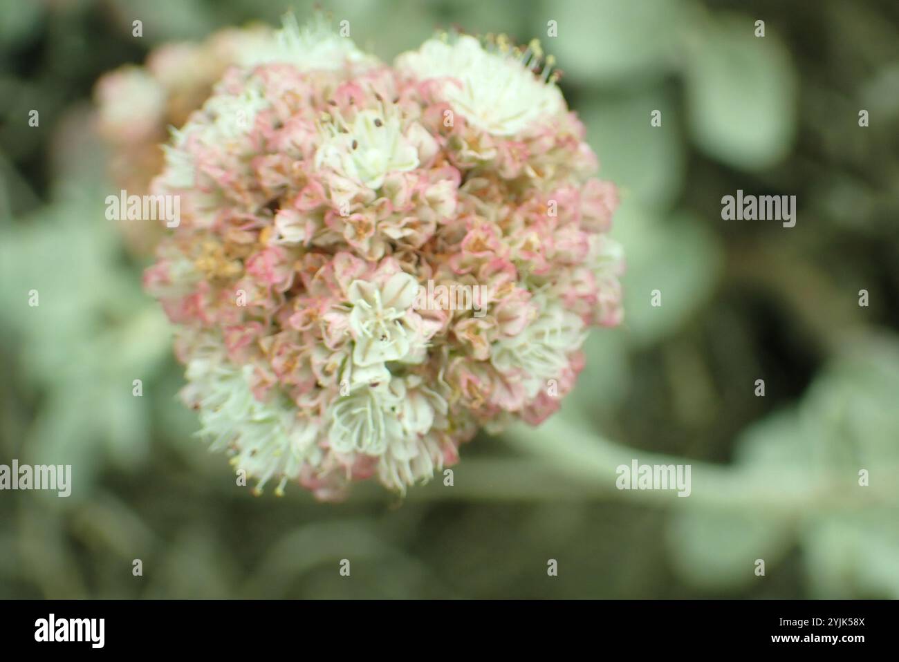 Seaside Buckwheat (Eriogonum latifolium) Stock Photo