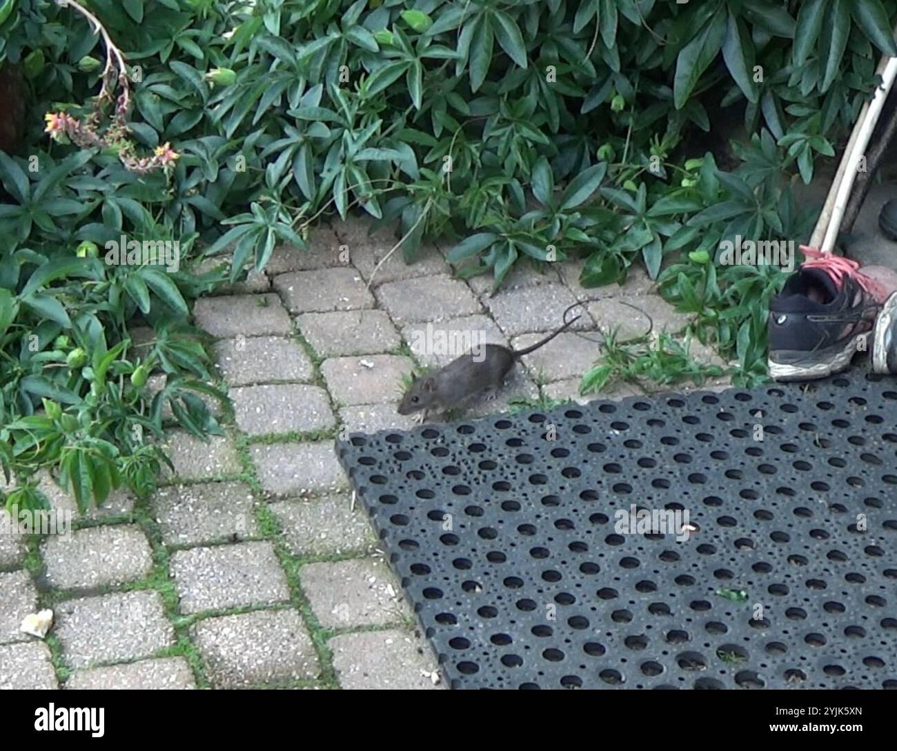 Old World Rats (Rattus Stock Photo - Alamy