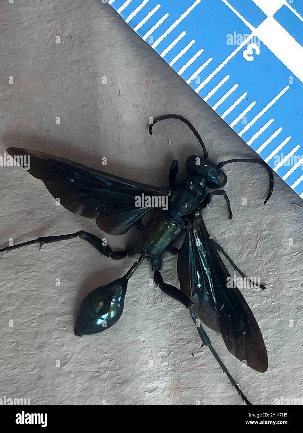 Blue mud wasp hi-res stock photography and images - Alamy