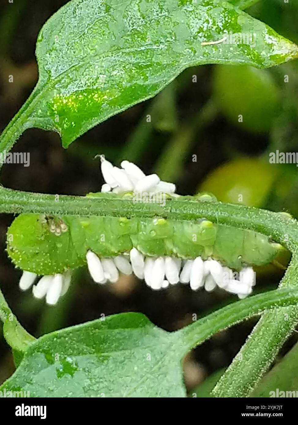 Hornworm Parasitoid Wasp (Cotesia congregata Stock Photo - Alamy
