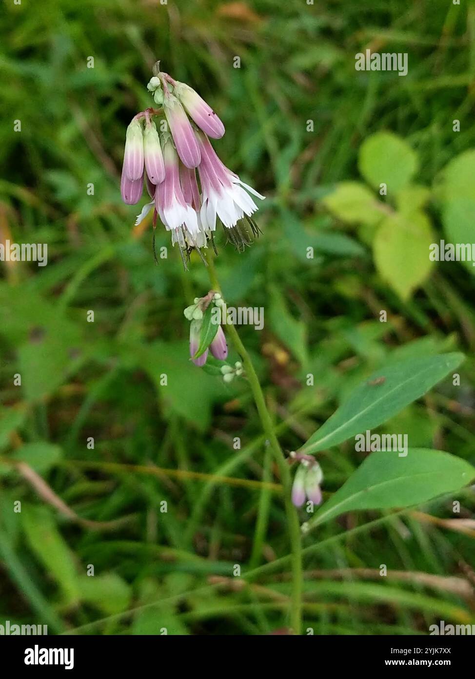 white rattlesnake root (Nabalus albus Stock Photo - Alamy