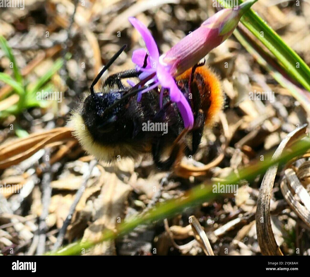 Hill Cuckoo Bumble bee (Bombus rupestris Stock Photo - Alamy