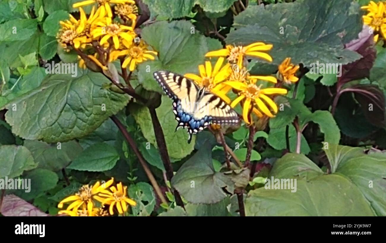 eastern tiger swallowtail papilio glaucus