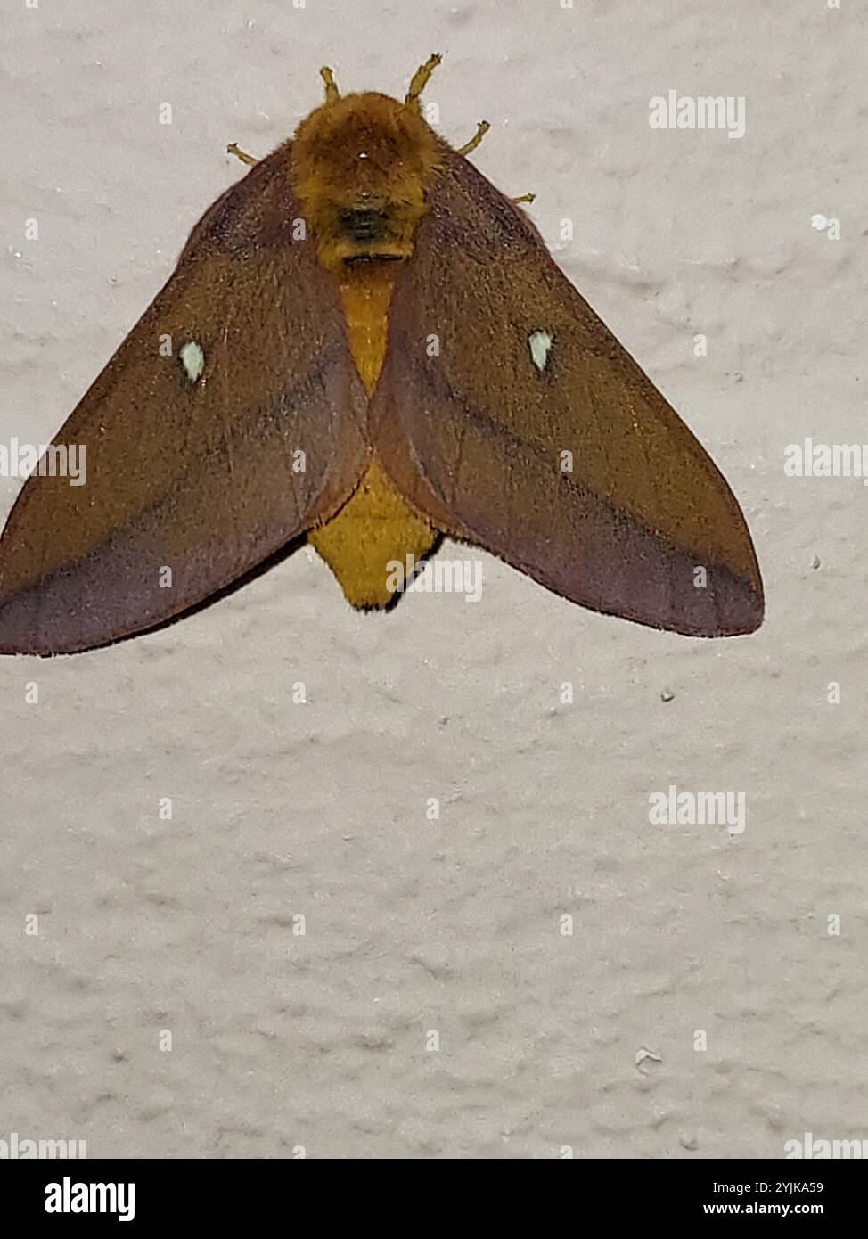 Pink striped oakworm moth hi-res stock photography and images - Alamy