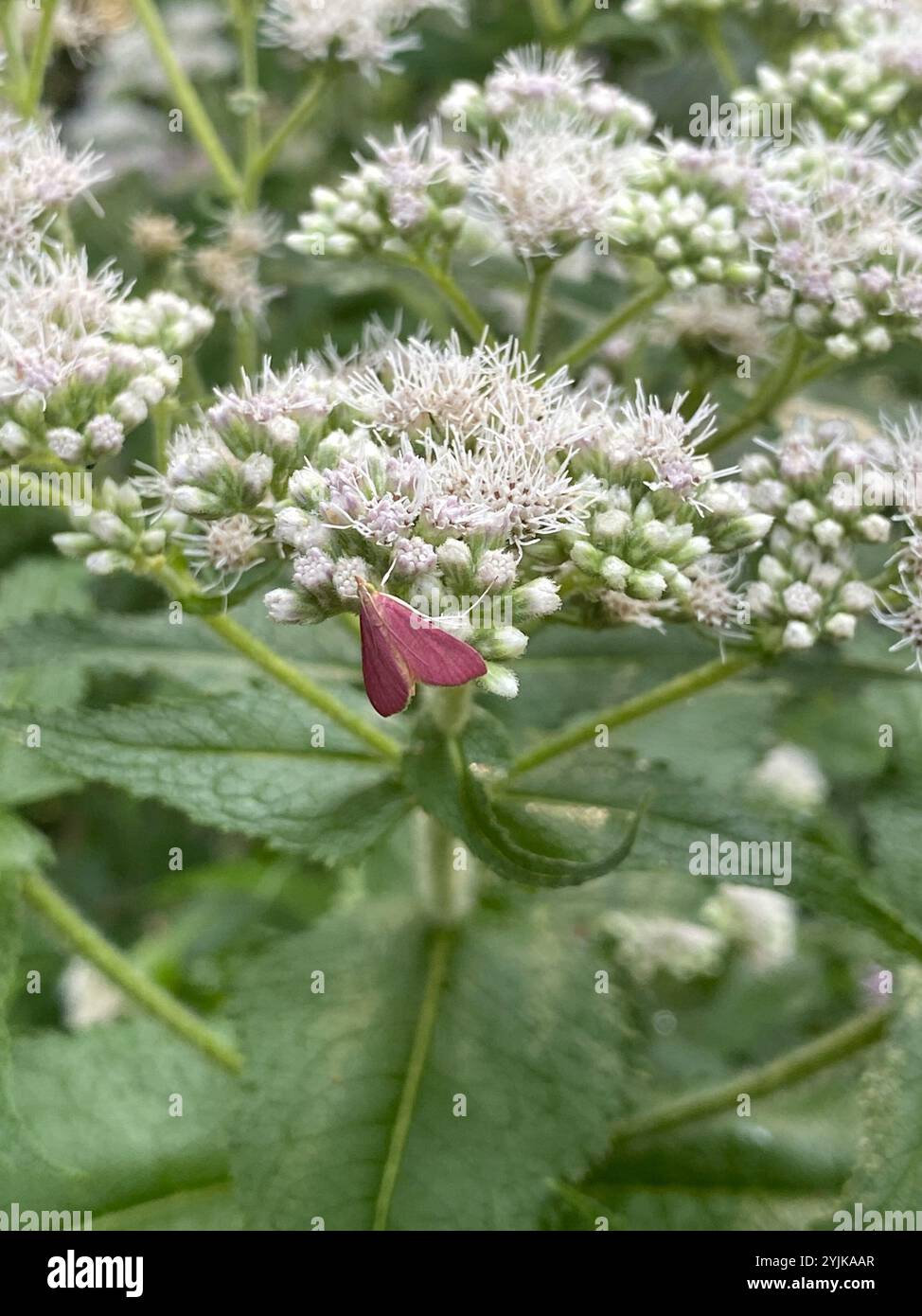 Inornate Pyrausta Moth (Pyrausta inornatalis) Stock Photo