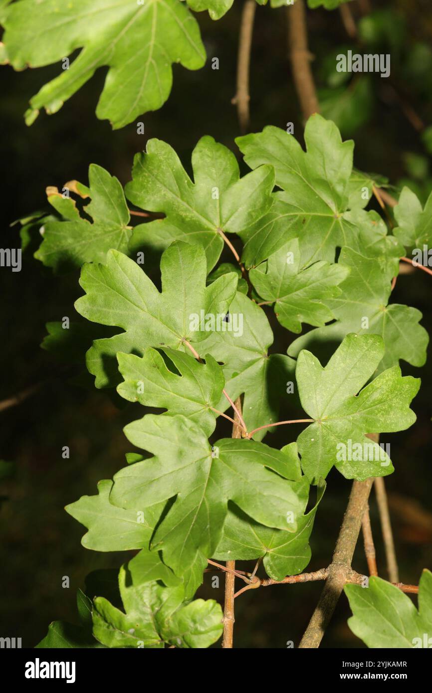 field maple (Acer campestre Stock Photo - Alamy