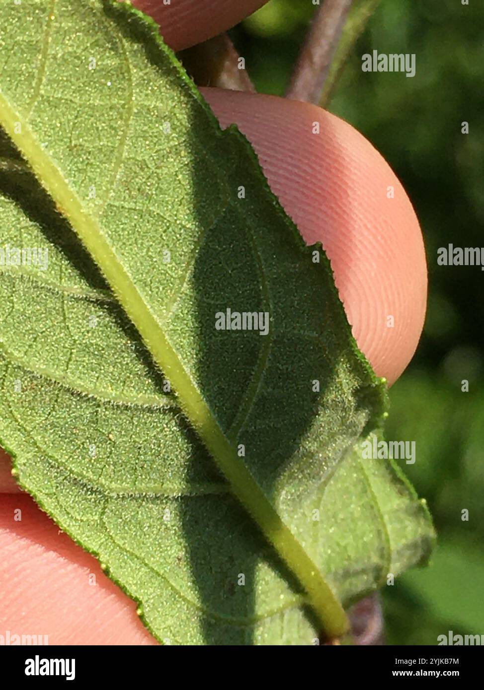 Sunflower microcephalus hi-res stock photography and images - Alamy