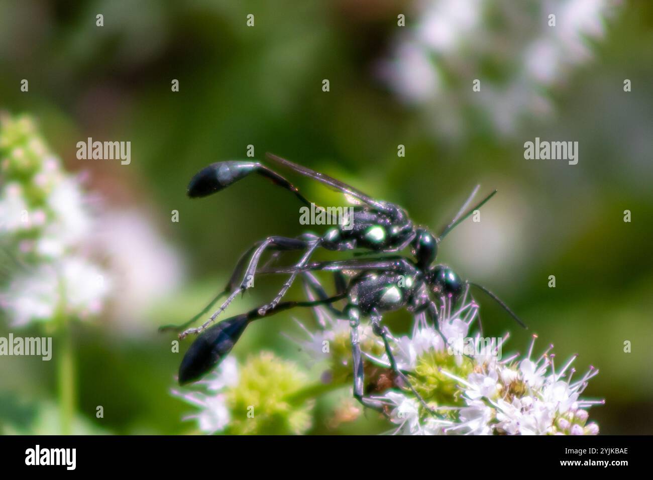 Gold-marked Thread-waisted Wasp (Eremnophila aureonotata Stock Photo ...