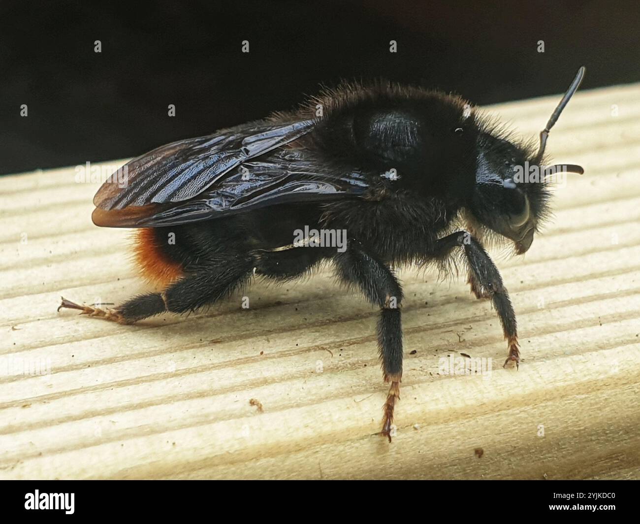 Hill Cuckoo Bumble bee (Bombus rupestris Stock Photo - Alamy