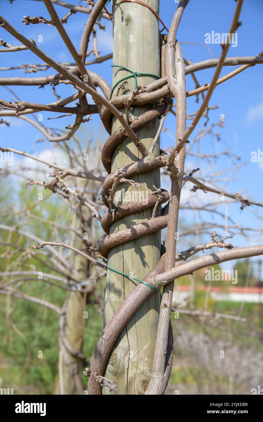 Japanischer Blauregen (Wisteria brachybotrys 'Okayama' Stock Photo - Alamy