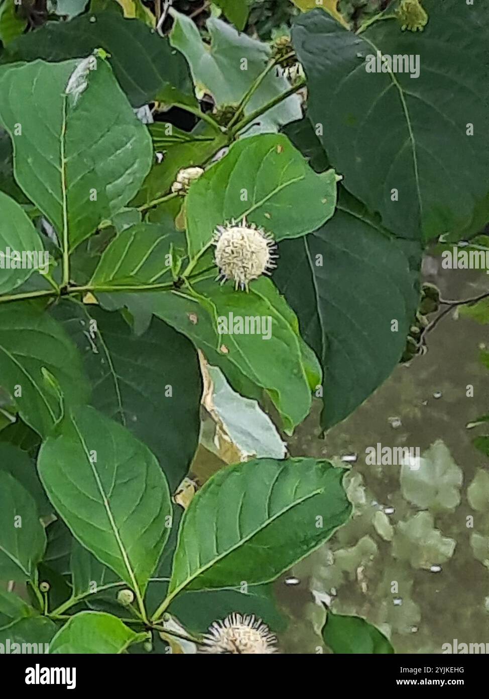 buttonbush (Cephalanthus occidentalis Stock Photo - Alamy