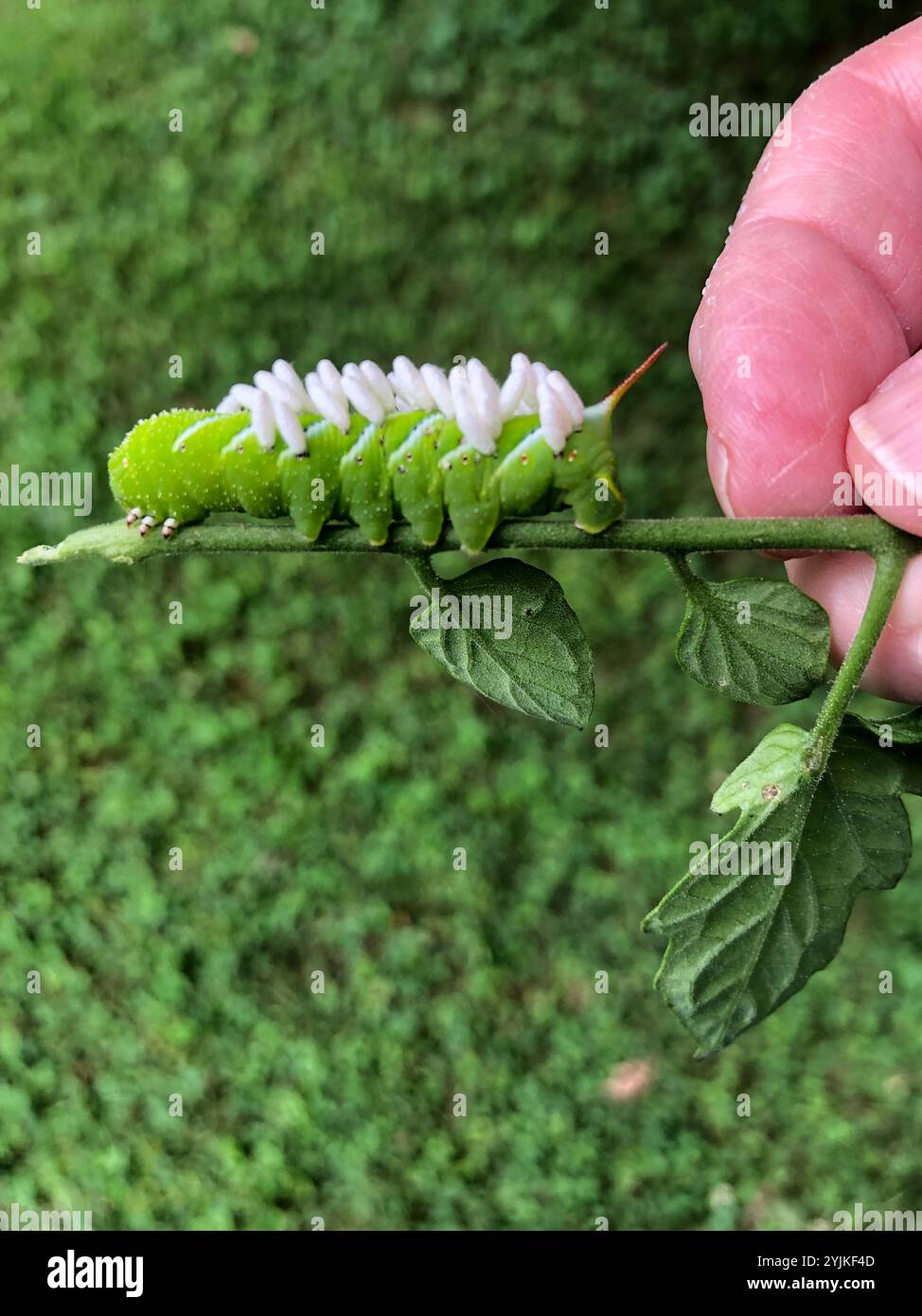 Hornworm Parasitoid Wasp (Cotesia congregata Stock Photo - Alamy