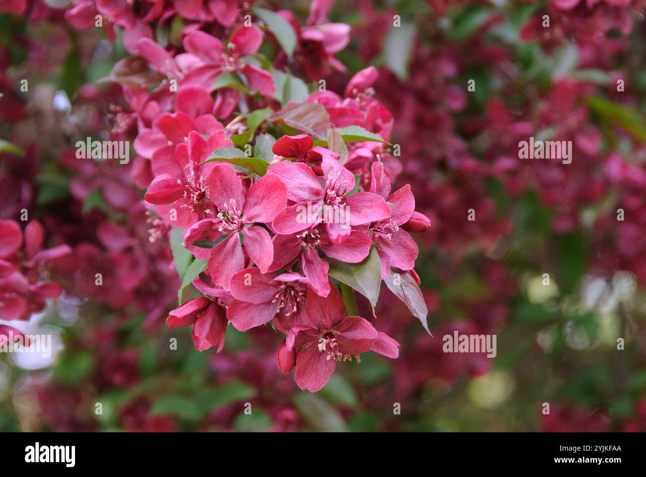 Zier-Apfel (Malus 'Royalty'), ornamental apple (Malus Royalty) Stock Photo