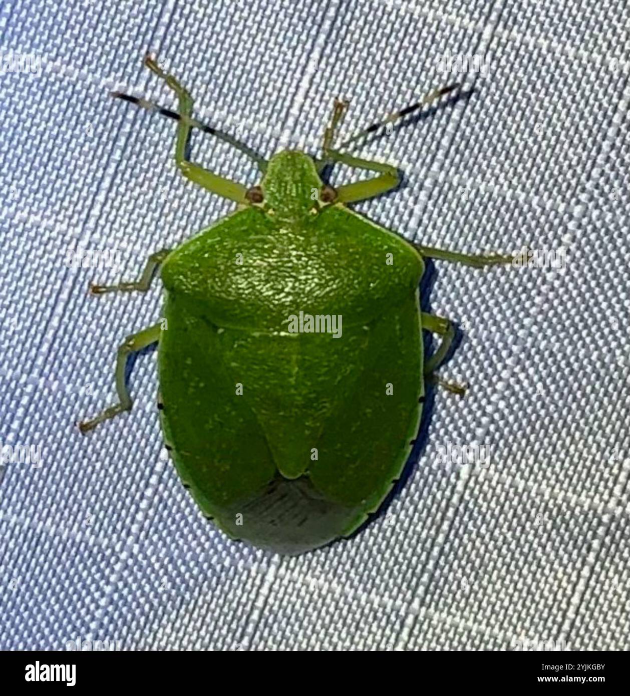 Green Stink Bug (Chinavia hilaris Stock Photo - Alamy