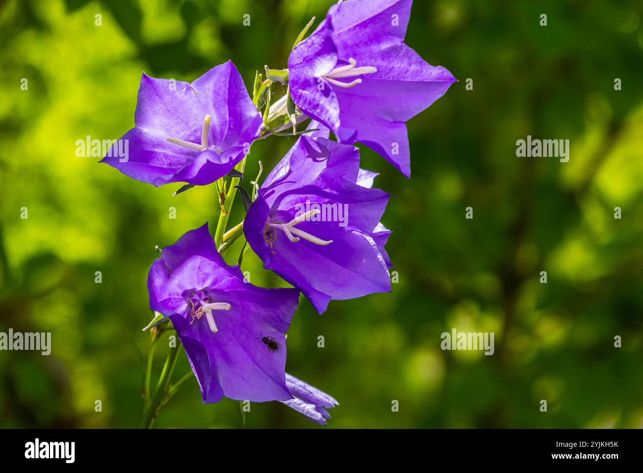 Photo of Campanula latifolia flower, broad-leaved bellflower, urple ...