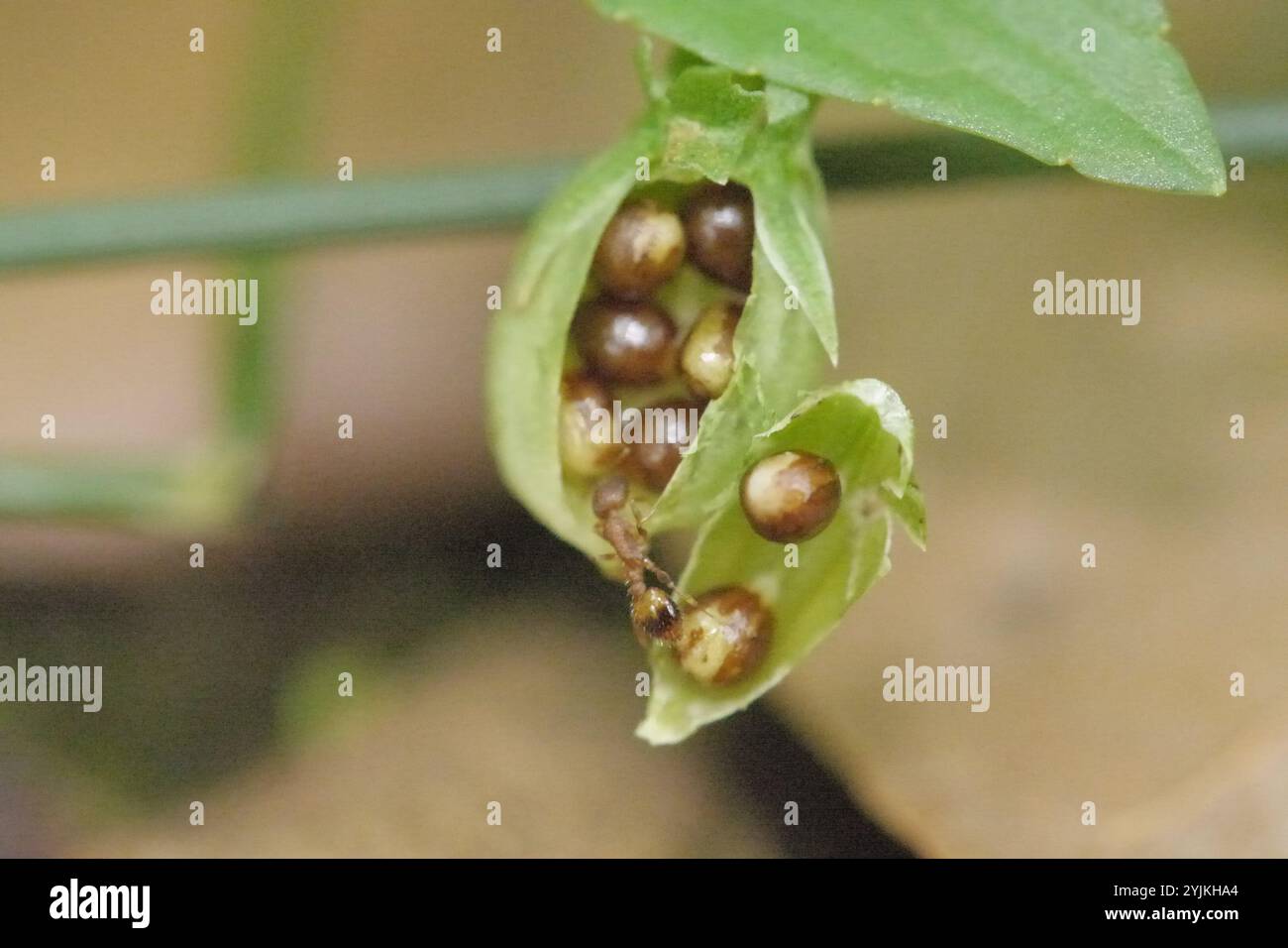 Acorn Ants and Allies (Temnothorax) Stock Photo