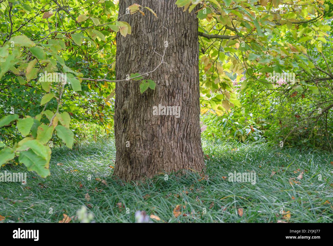 Gurken-Magnolie, Magnolia acuminata,, Cucumber magnolia Stock Photo