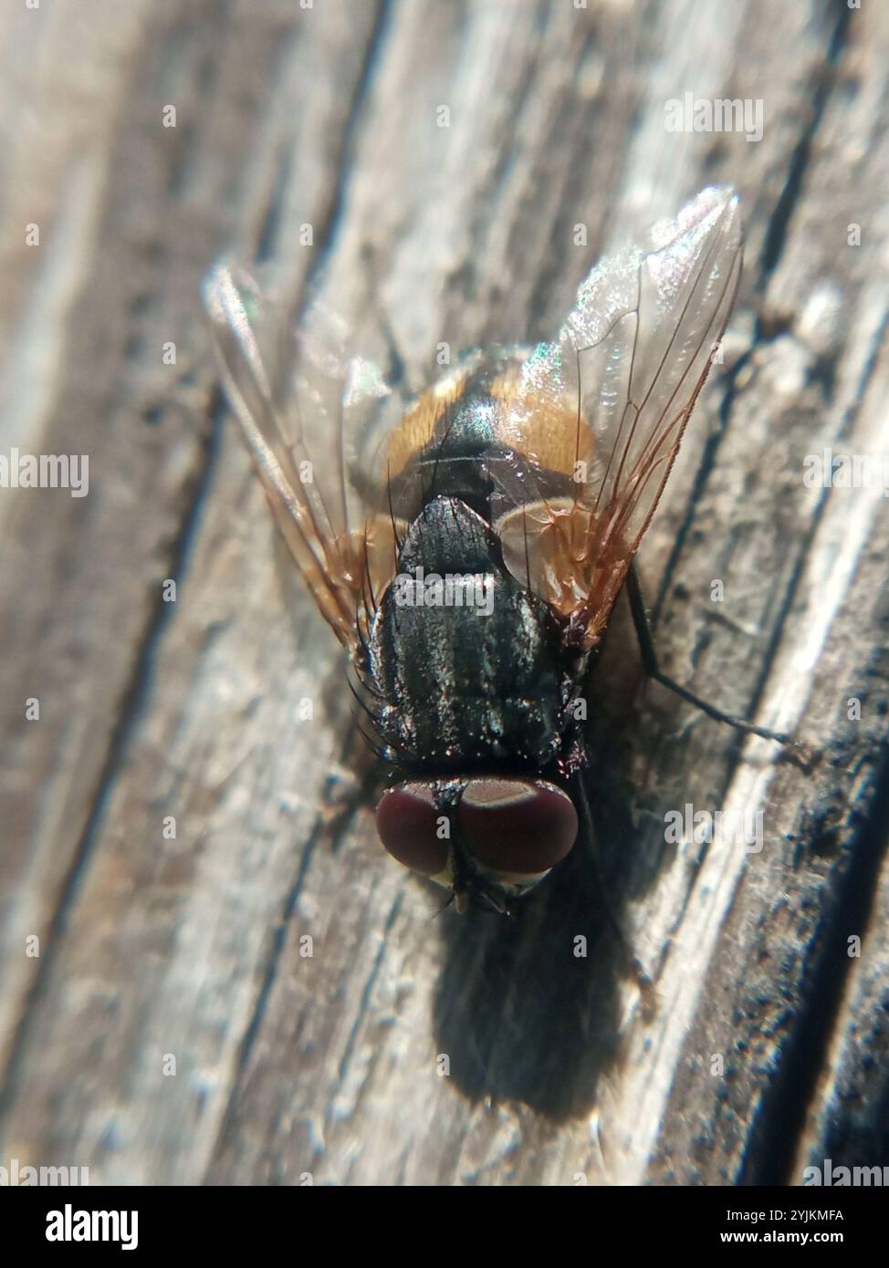 Musca autumnalis face fly hi-res stock photography and images - Alamy