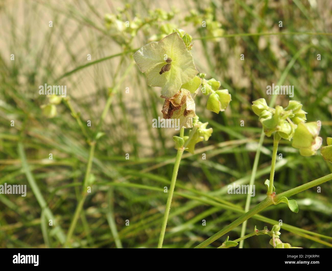 Wild Four o'Clock (Mirabilis nyctaginea Stock Photo - Alamy