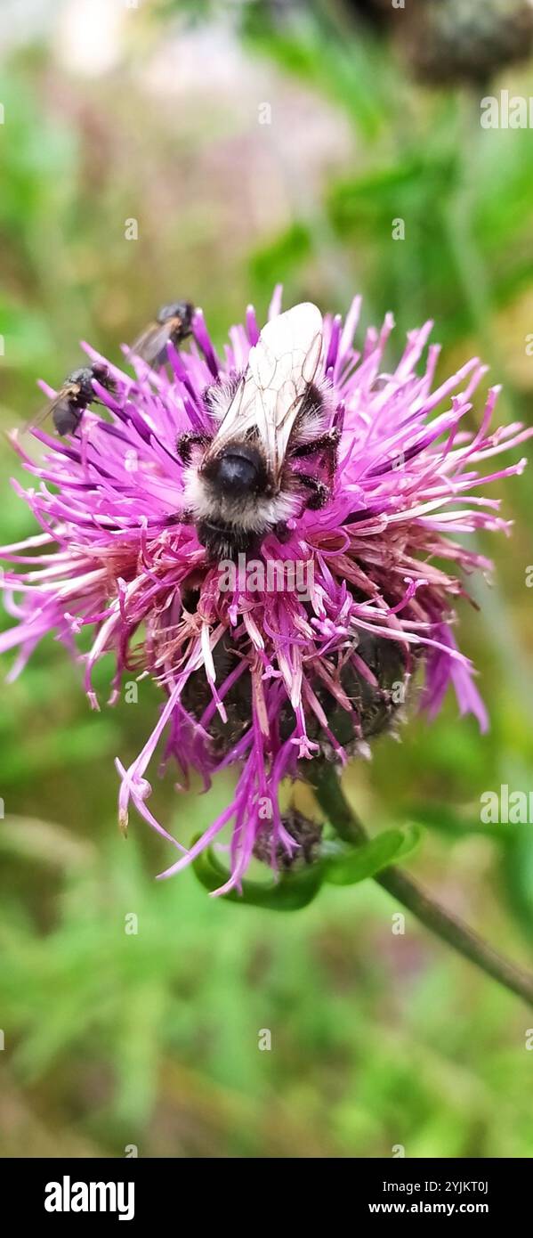 Cuckoo Bumble Bees (Psithyrus Stock Photo - Alamy