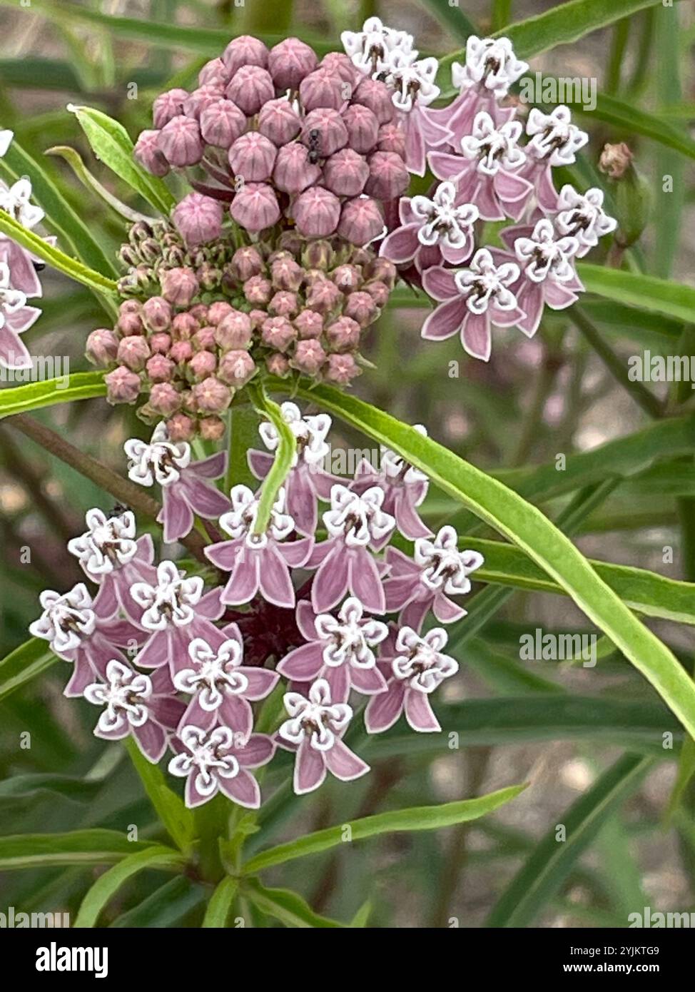 Narrow Leaf Milkweed Plant