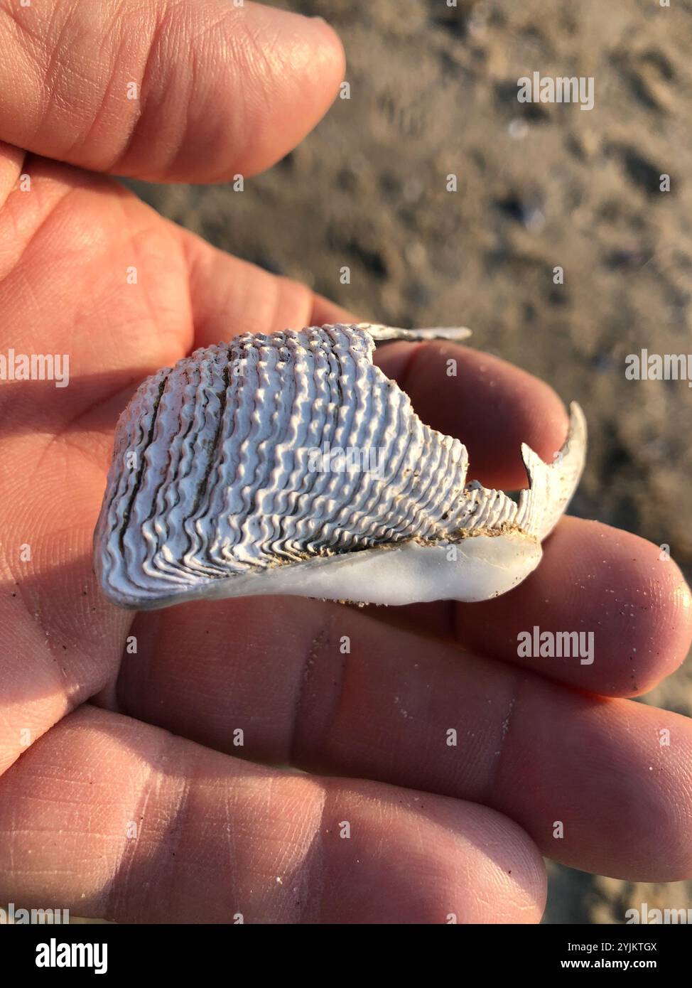 Rough piddock hi-res stock photography and images - Alamy