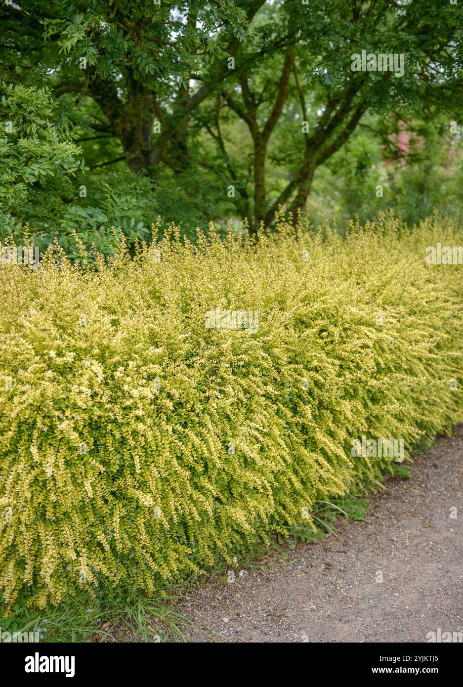 arrowhead plant Dazzle Color Arrowhead Plant – Plant Detectives main image 0