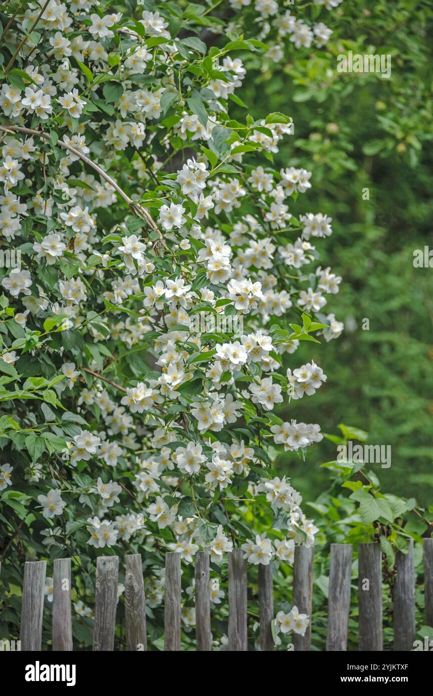 Falscher Jasmin (Philadelphus coronarius Stock Photo - Alamy