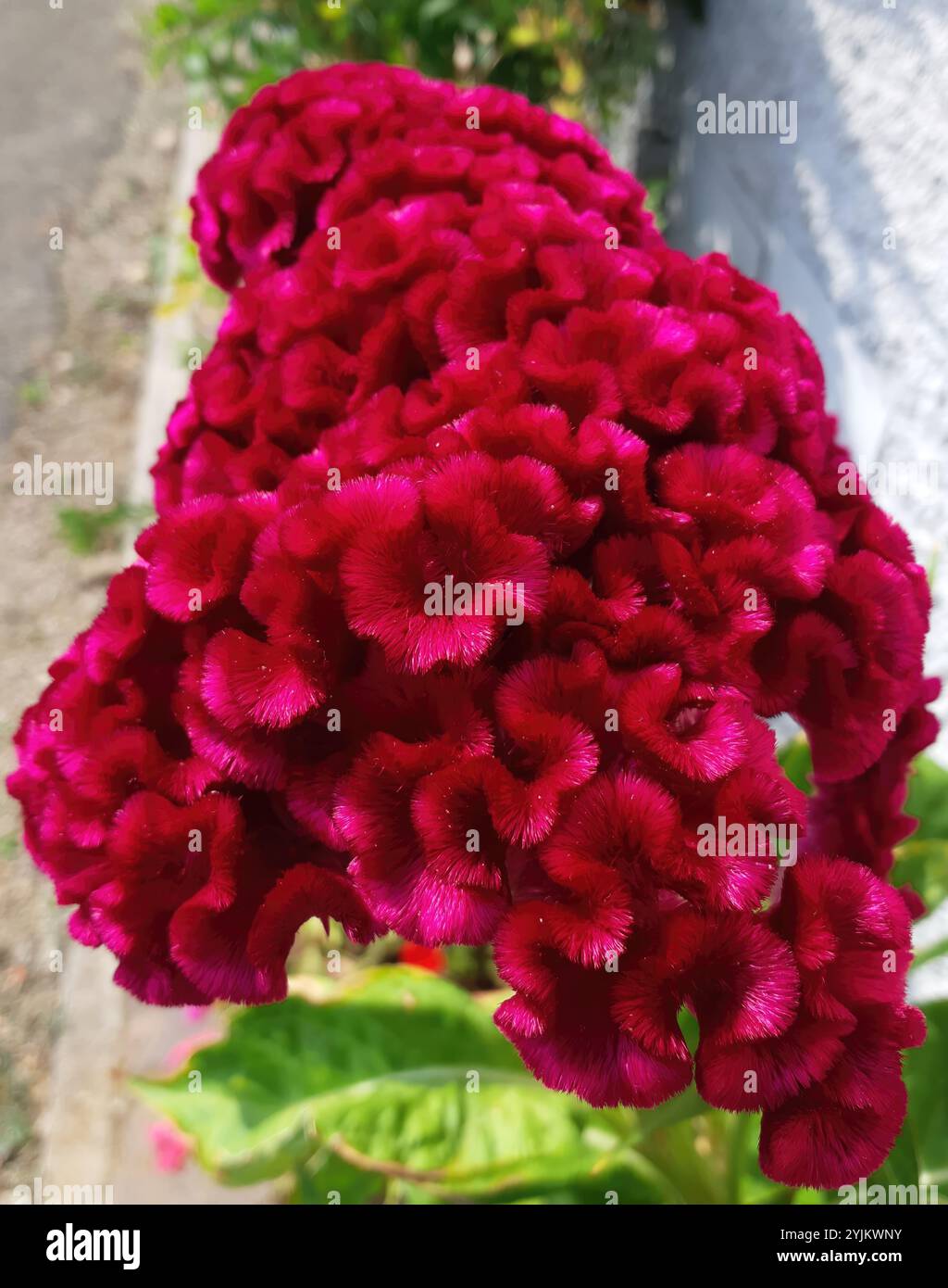 Close up of a magenta celosia cristata flower, also known as cockscomb ...