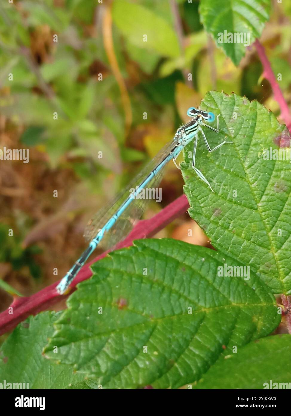 White-legged Damselfly (Platycnemis pennipes Stock Photo - Alamy
