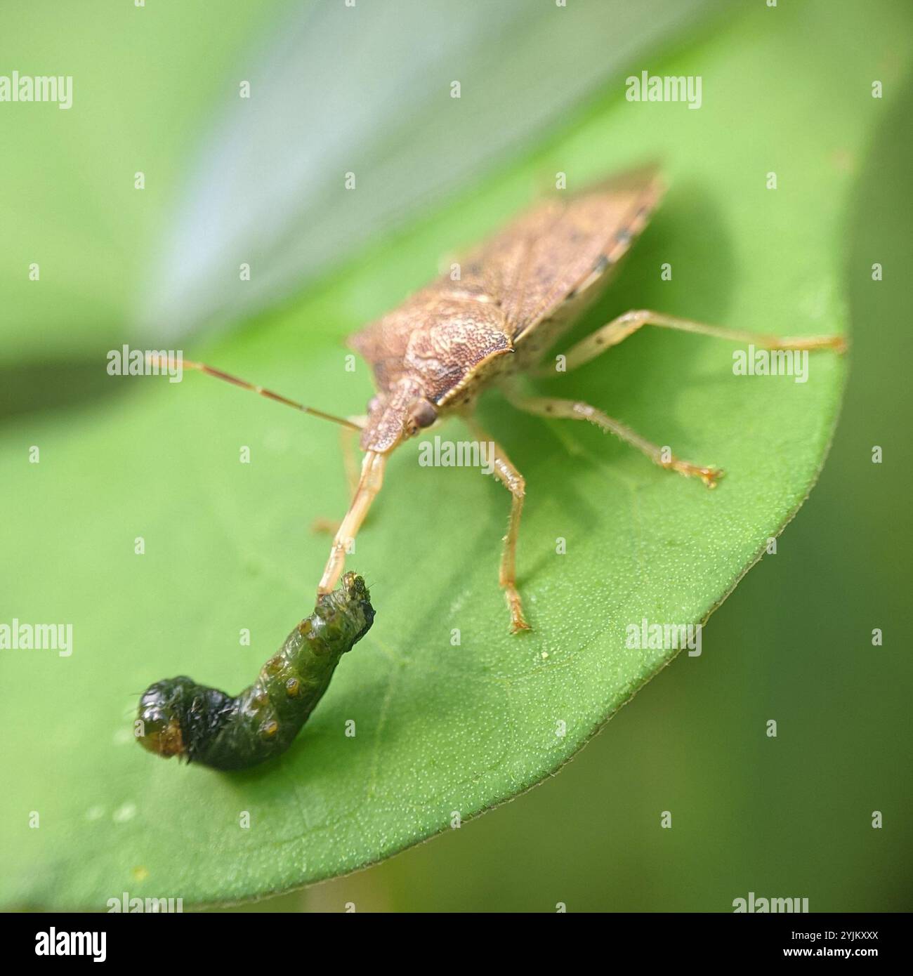 Podisis Insect Podisus hi-res stock photography and images - Alamy