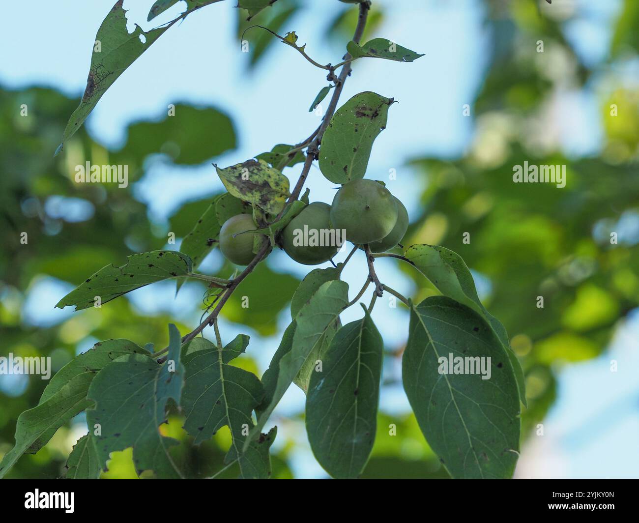 American Persimmon Seedling Tree - Chestnut Hill Outdoors
