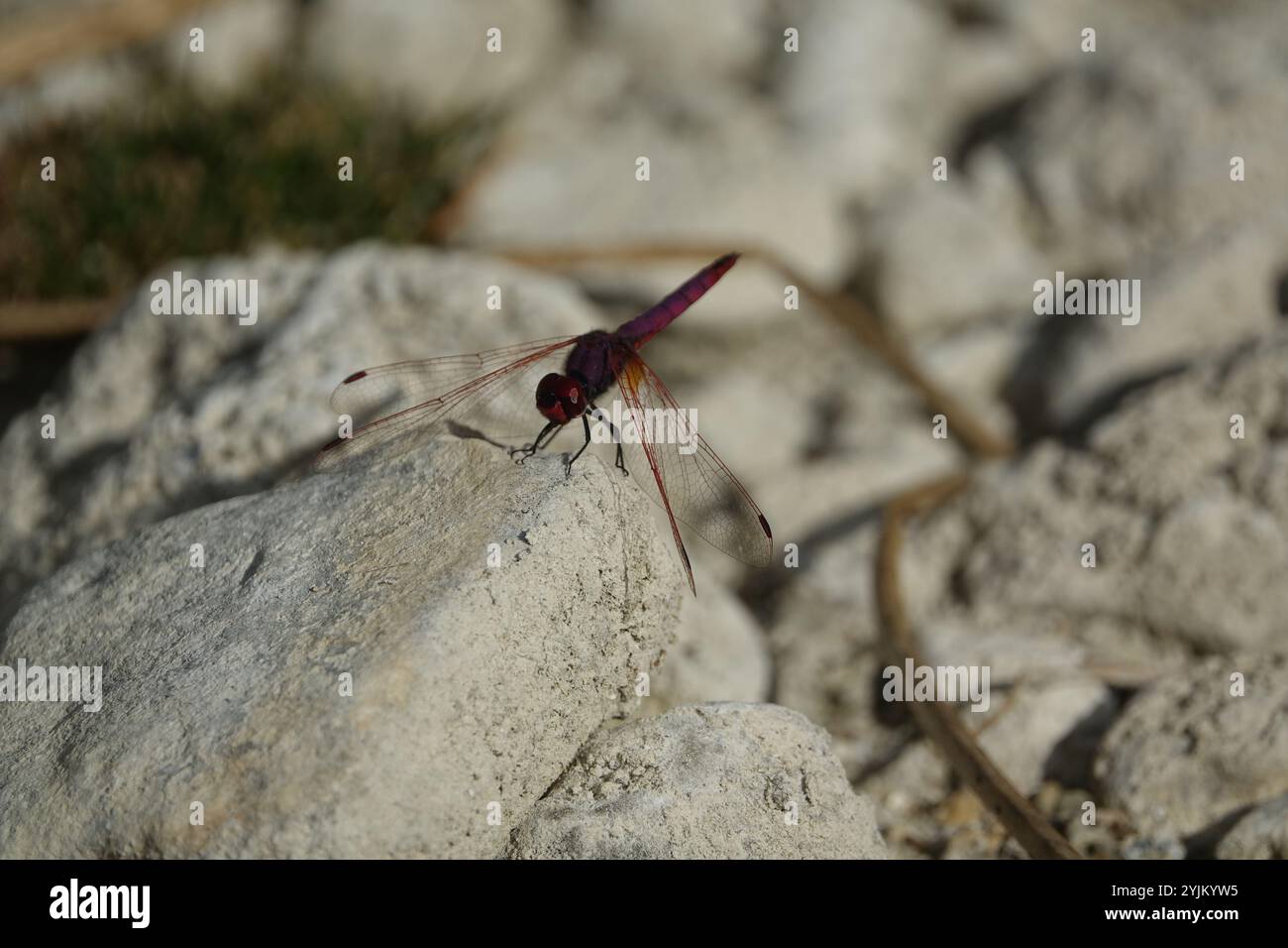 male violet dropwing darter dragonfly (Trithemis annulata) Stock Photo