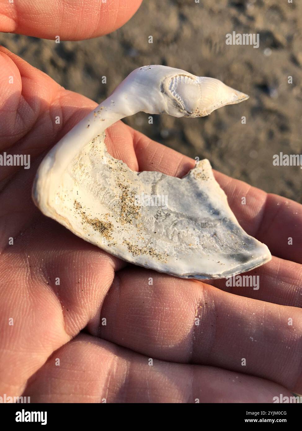 Rough piddock hi-res stock photography and images - Alamy