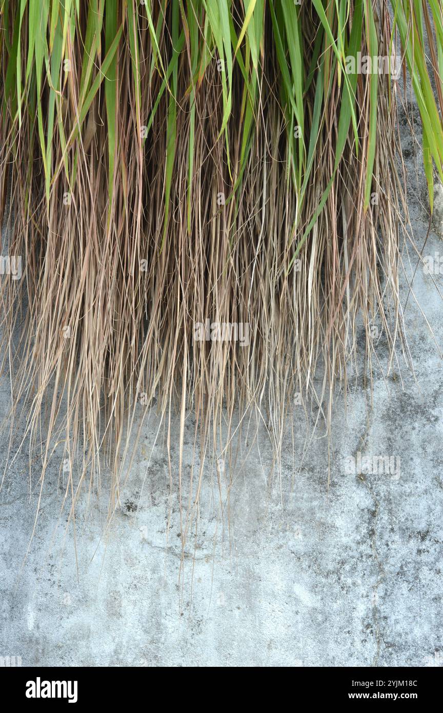 Weed grass on concrete hi-res stock photography and images - Alamy