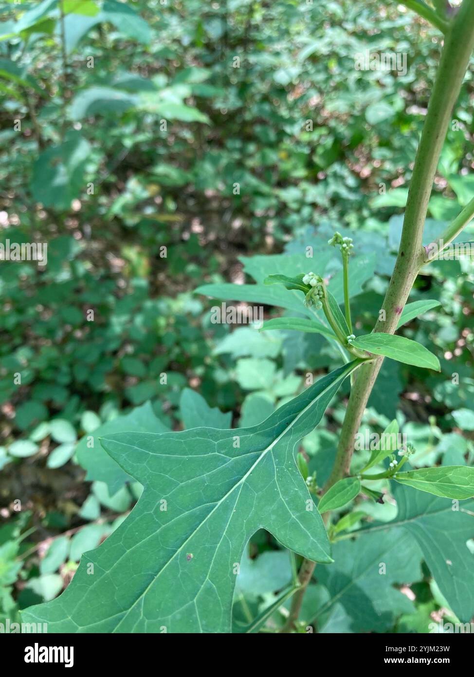 white rattlesnake root (Nabalus albus Stock Photo - Alamy